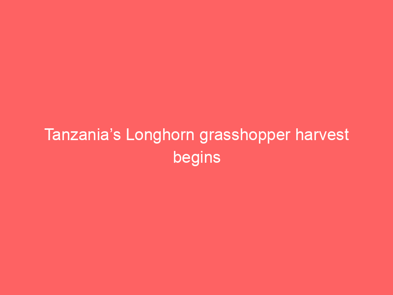 Tanzania’s Longhorn grasshopper harvest begins as seasonal delicacy bo