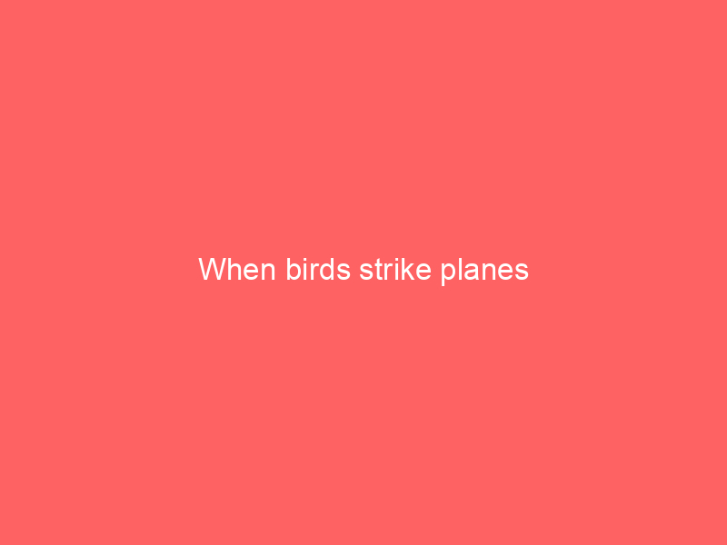 When birds strike planes
